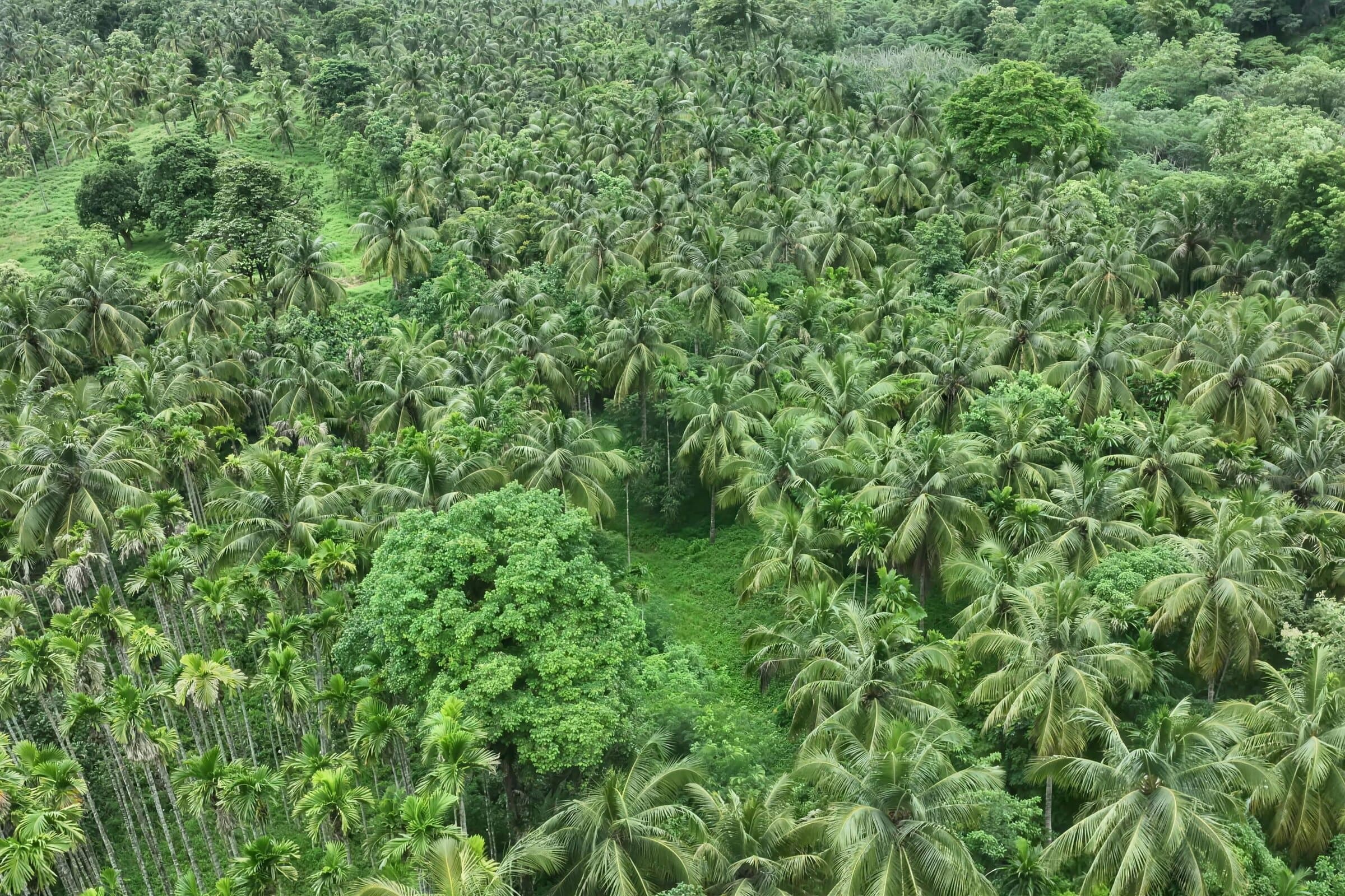 Coconut and arecanut over gently sloping ground